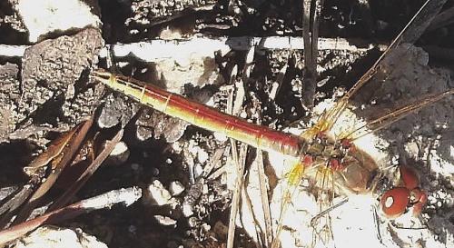 Réf. 333 984 : Sympetrum fonscolombii